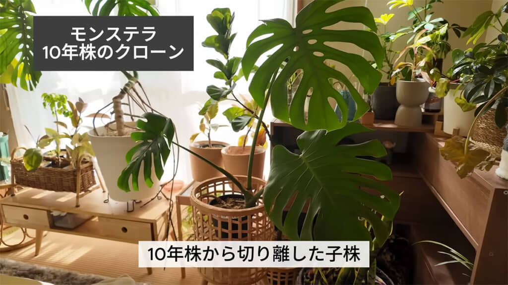 10年株モンステラのクローン