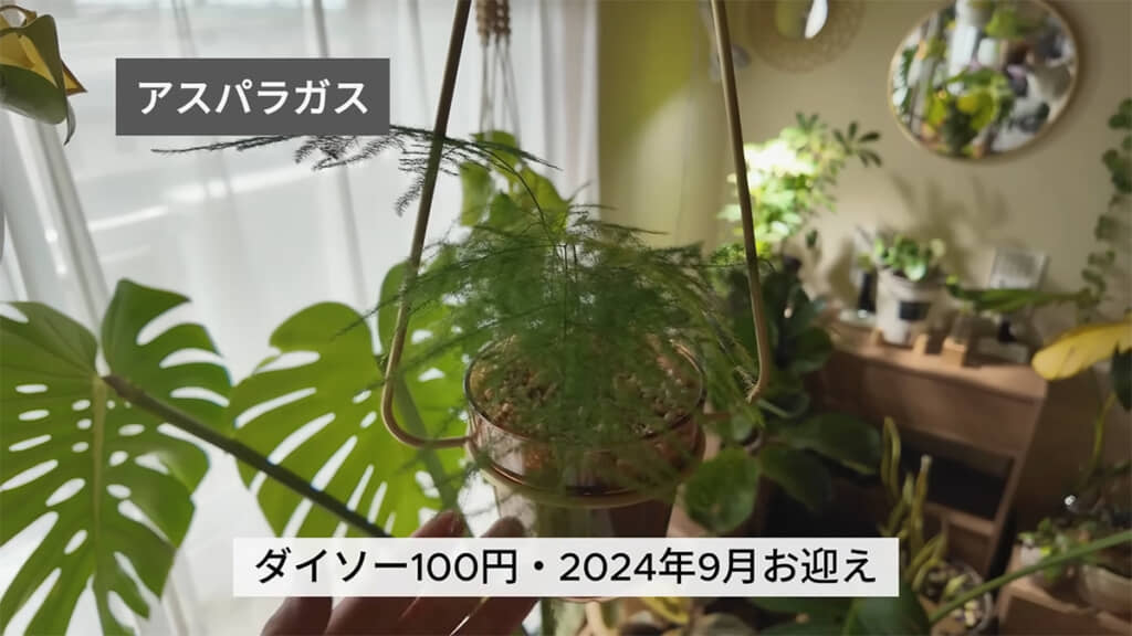 野菜ではなく、観葉植物のアスパラガス