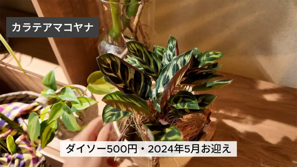 植え替える予定のカラテアマコヤナ
