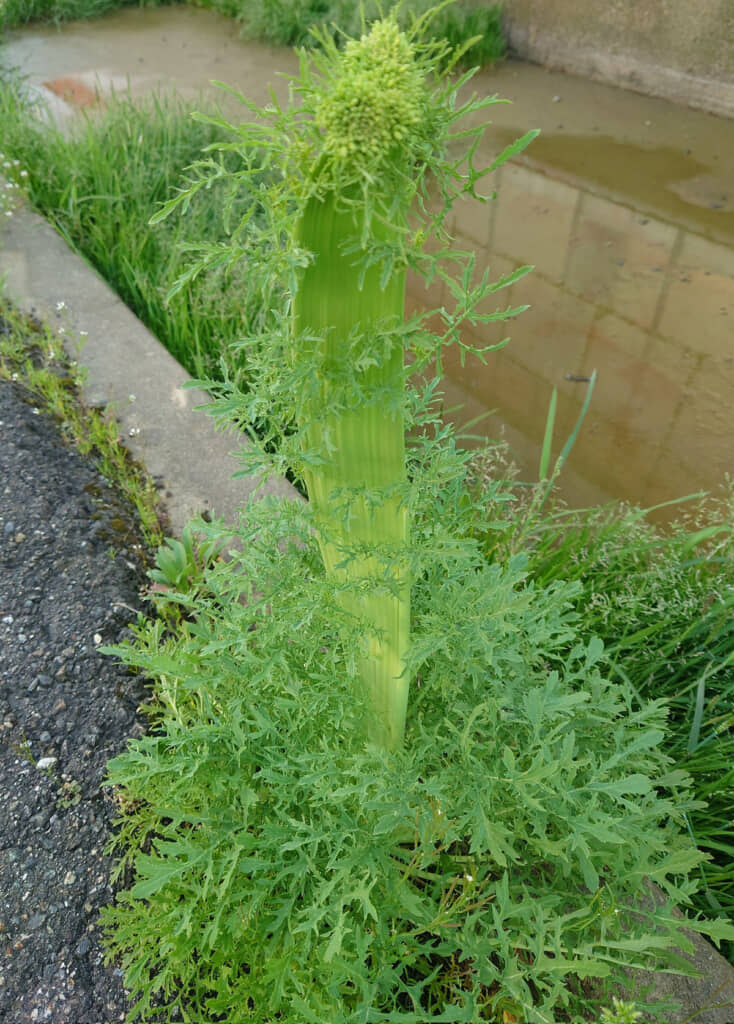 帯化して巨大になった水菜