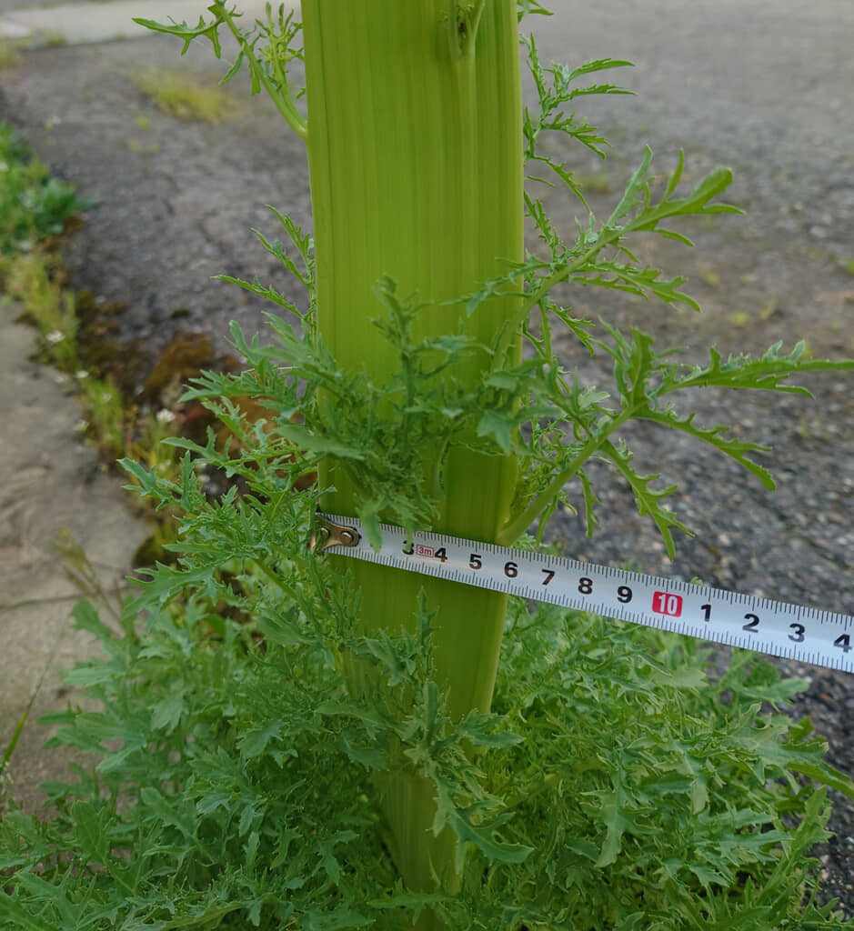 水菜のバケモノだ……！