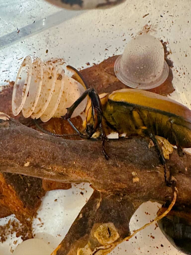食べた終わったゼリーのカップを片付ける天才カブトムシ
