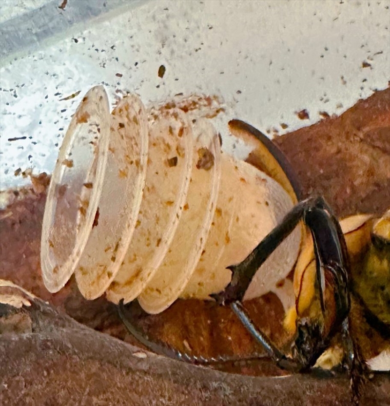 食べた終わったゼリーのカップを片付ける天才カブトムシ