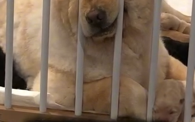 ケージの柵に顔を突っ込んでいるブーちゃん
