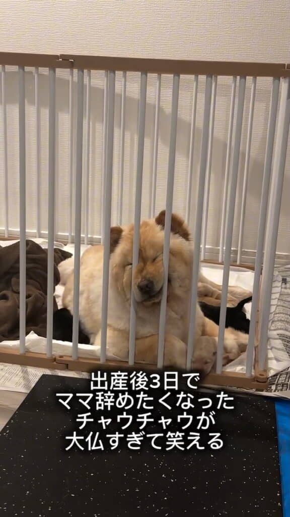 まるで大仏のように動かない……
