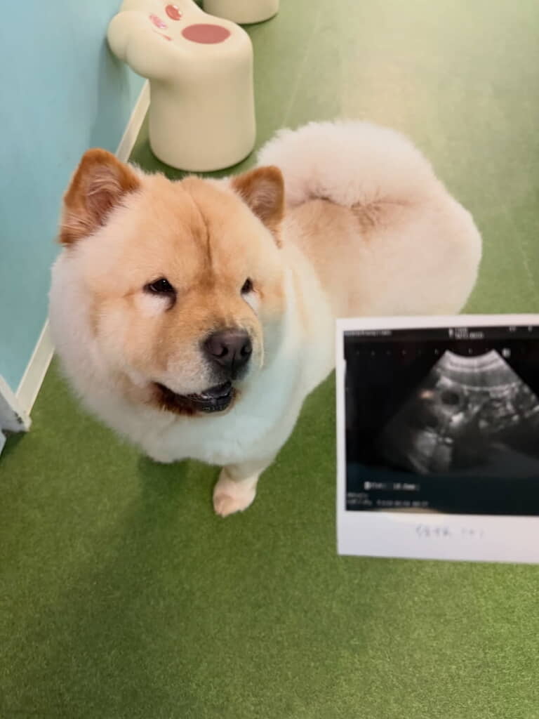 ぶーちゃんね……なんと赤ちゃんができました
