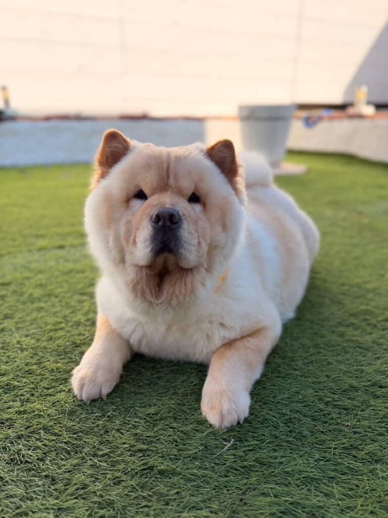 ぶーちゃん順調にお腹大きくなってます
