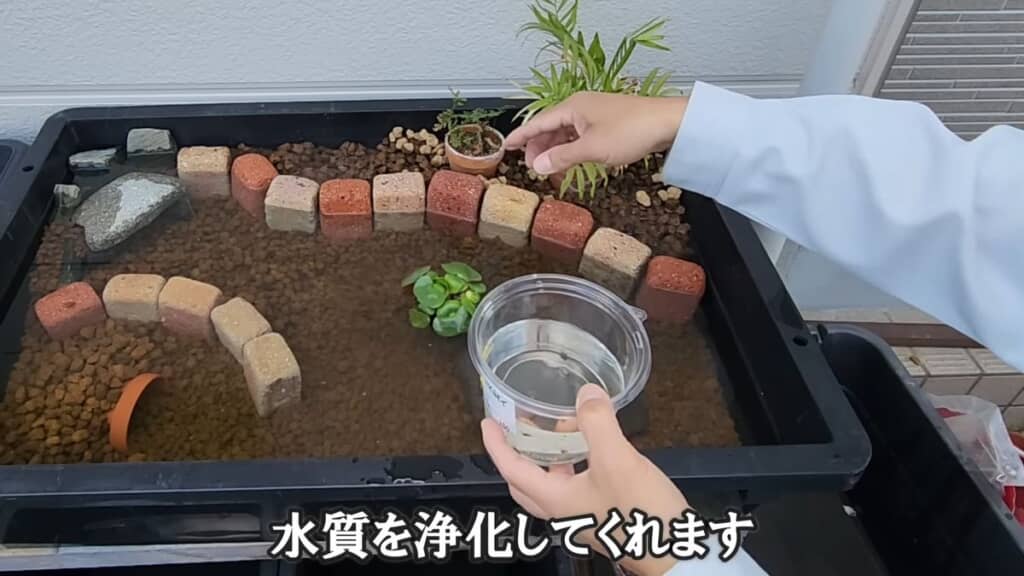 水を張った大きなビオトープにホテイソウを置く