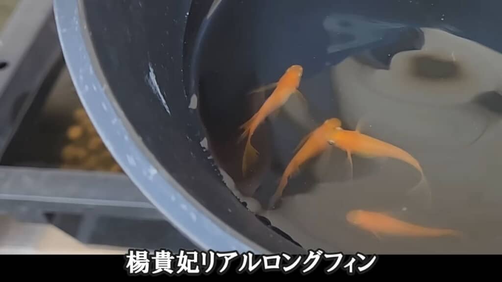 大型ビオトープに導入する楊貴妃リアルロングフィン