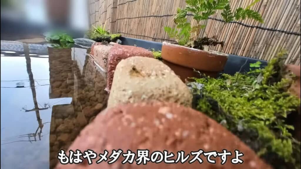 完成したビオトープを水面近くから撮った映像