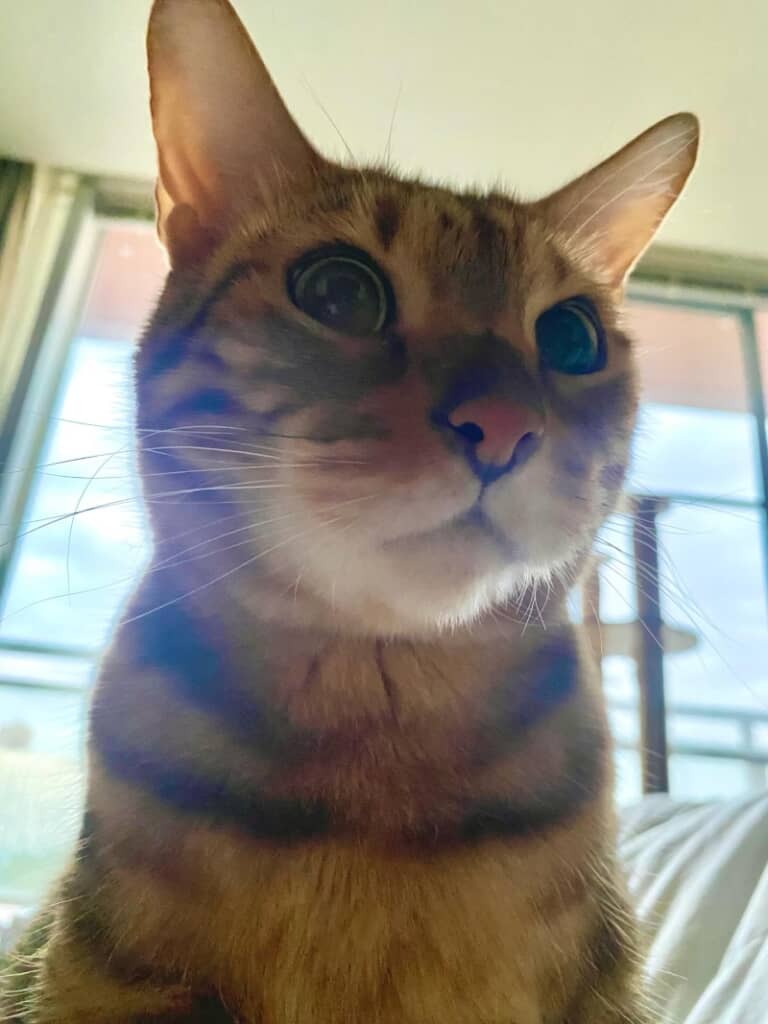 寝起きに見た猫ちゃんの圧