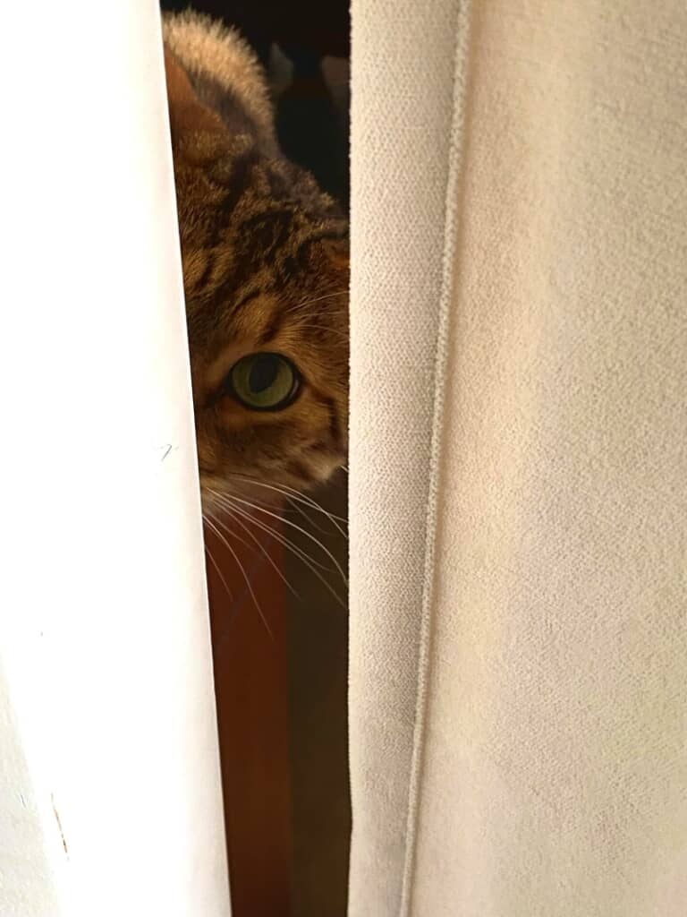 隙間からチラッ