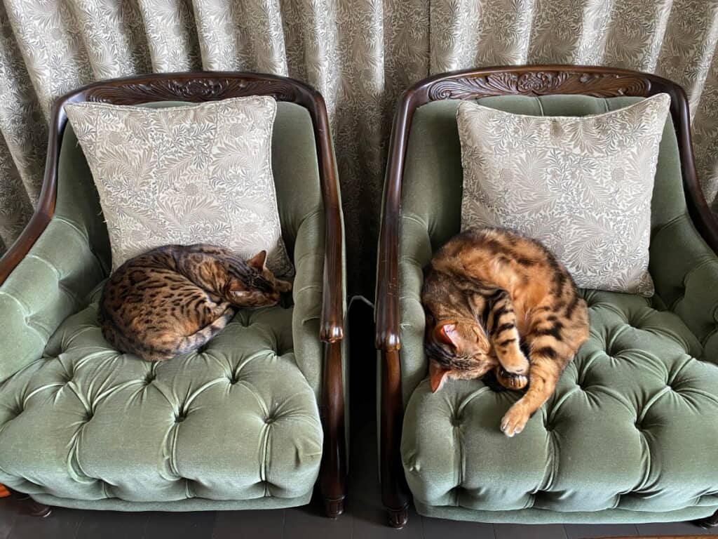 1つずつ椅子を使って眠る猫ちゃん達
