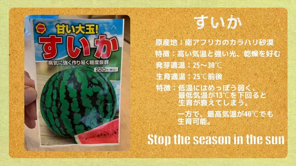 子ども用プールでスイカを栽培