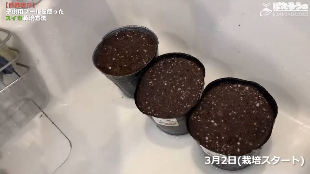 子ども用プールでスイカを栽培