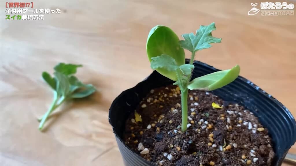 子ども用プールでスイカを栽培