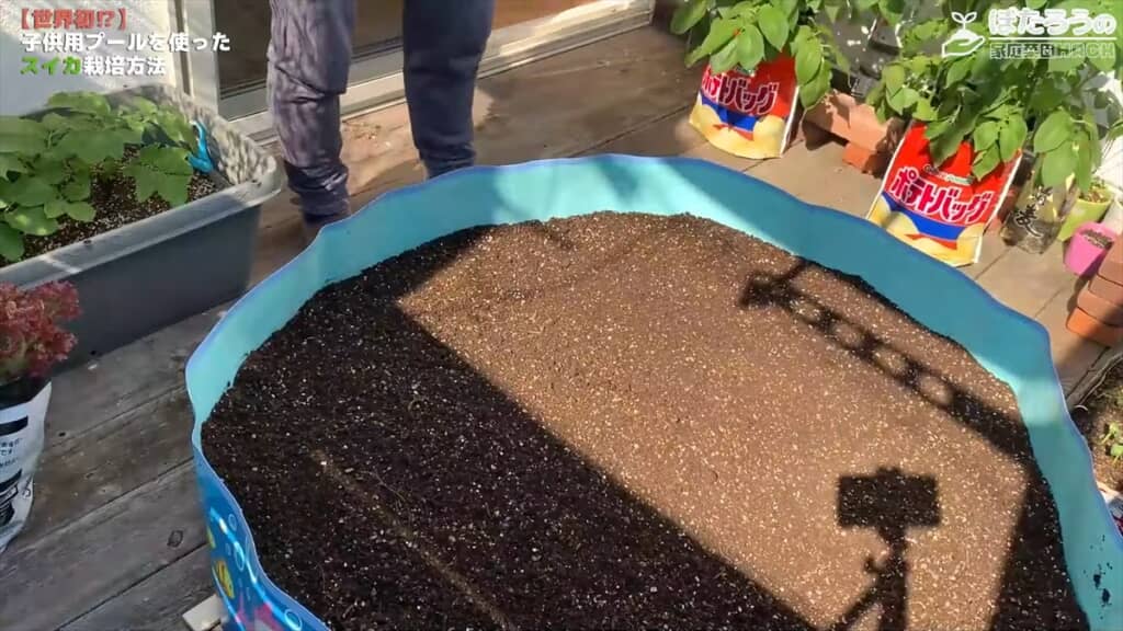 子ども用プールでスイカを栽培