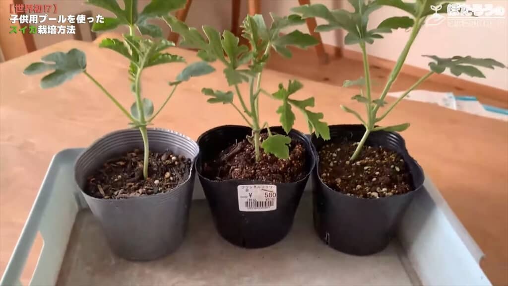 子ども用プールでスイカを栽培