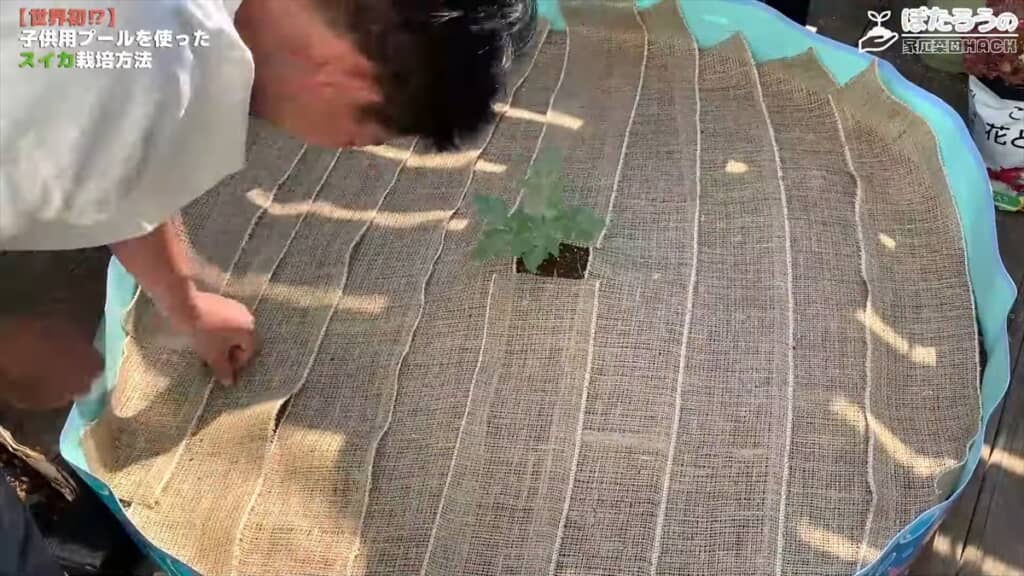 子ども用プールでスイカを栽培