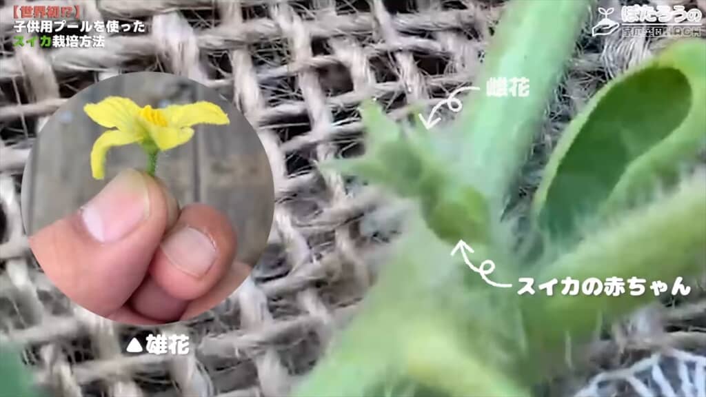 子ども用プールでスイカを栽培