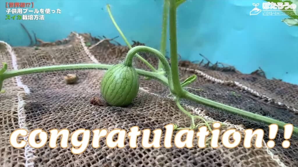 子ども用プールでスイカを栽培