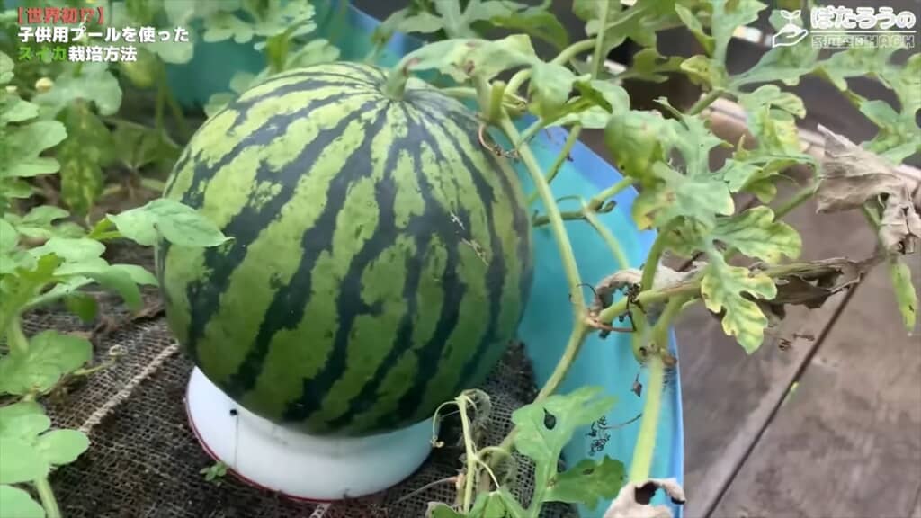 子ども用プールでスイカを栽培