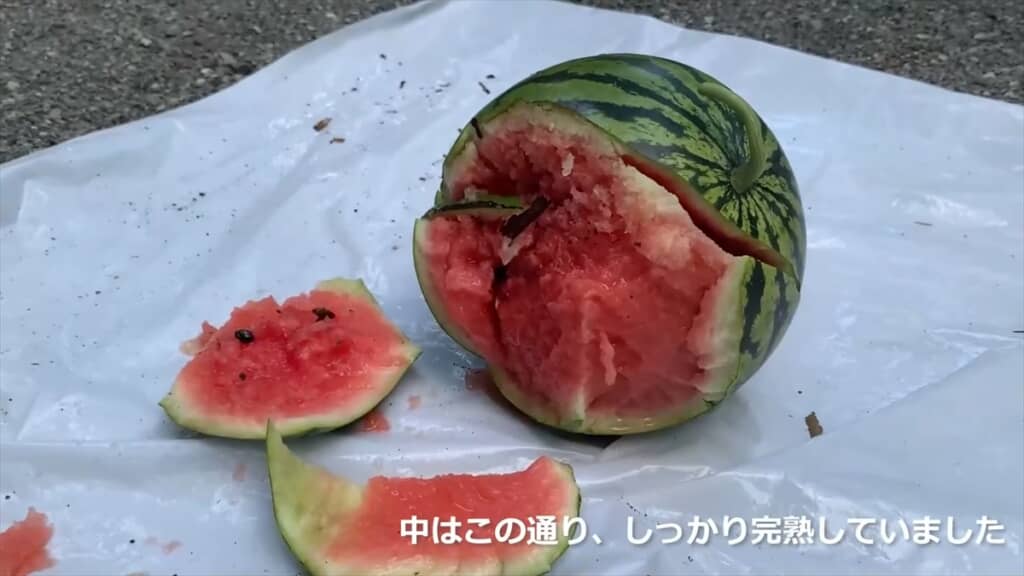 子ども用プールでスイカを栽培