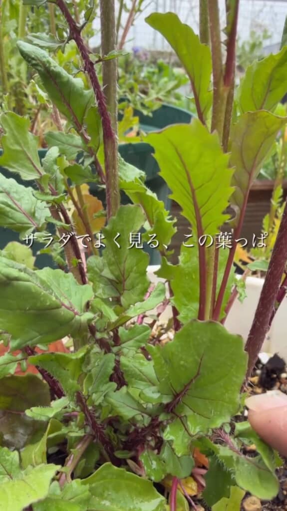 すくすく育ったルッコラ