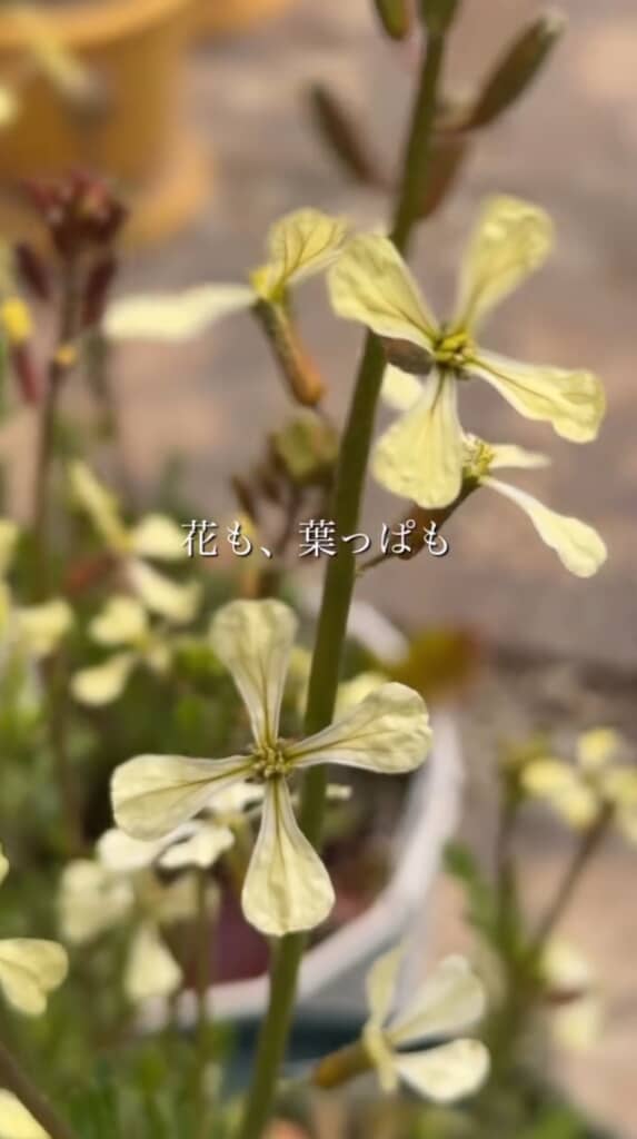 花も食べられます