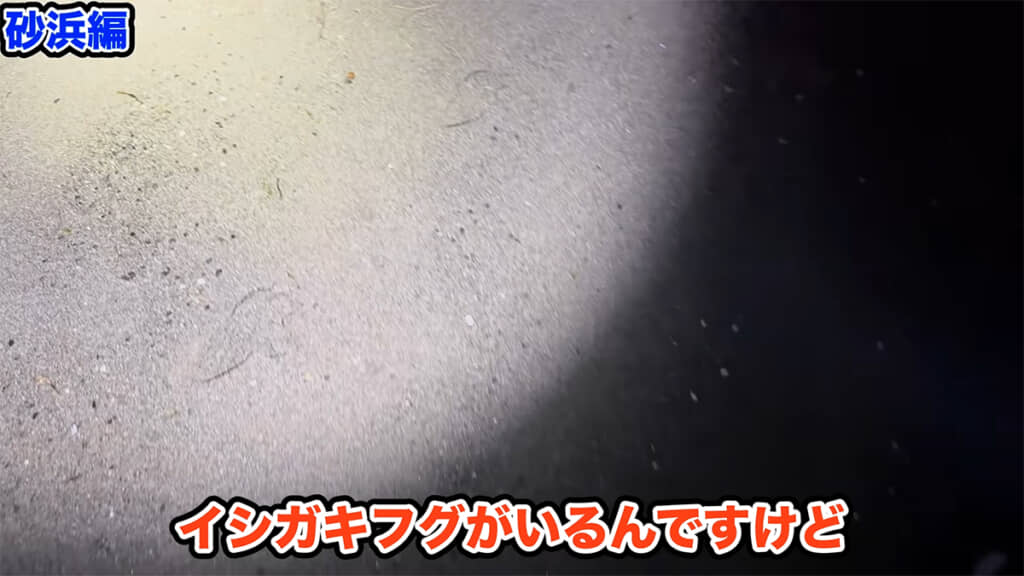 ライトを頼りに、夜の砂浜を調査します