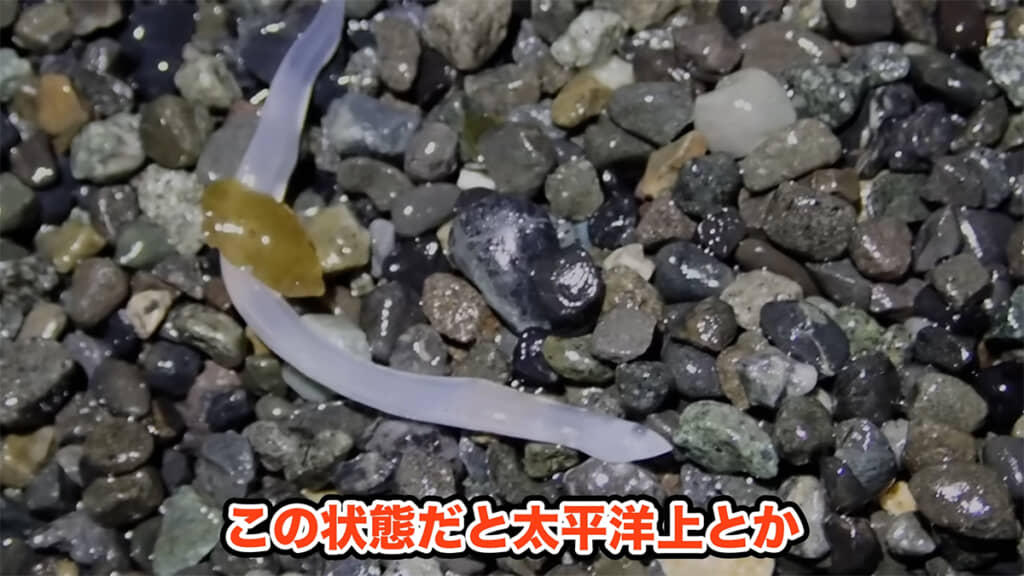 ウナギやアナゴの子どもである、レプトセファルス