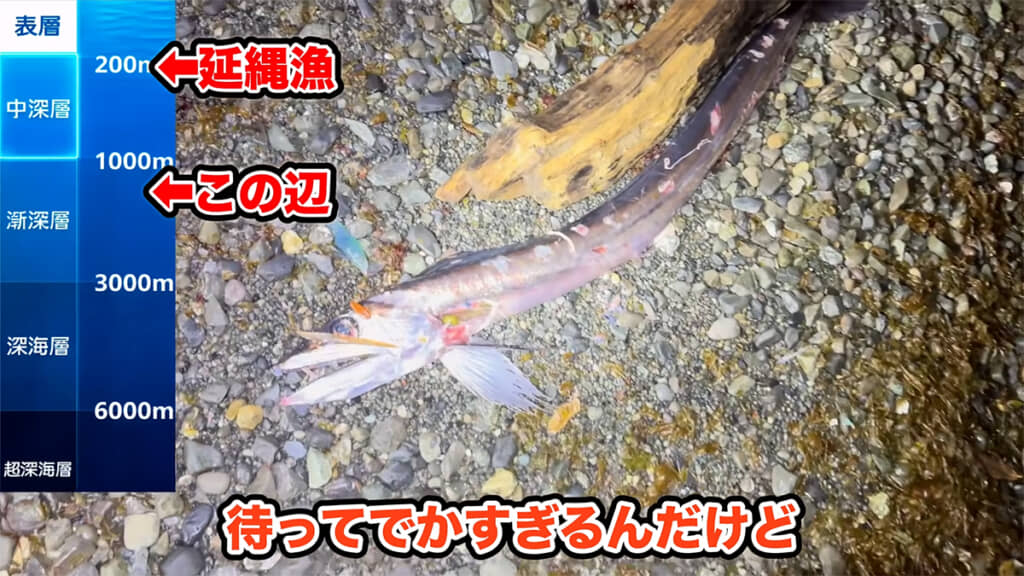 大きなミズウオを発見