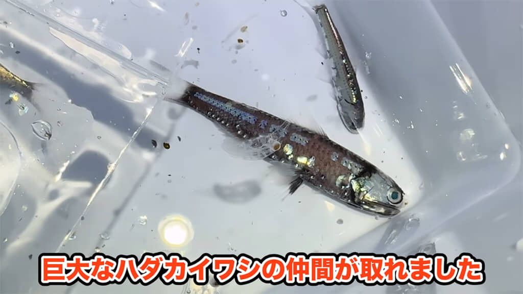 巨大なハダカイワシの仲間