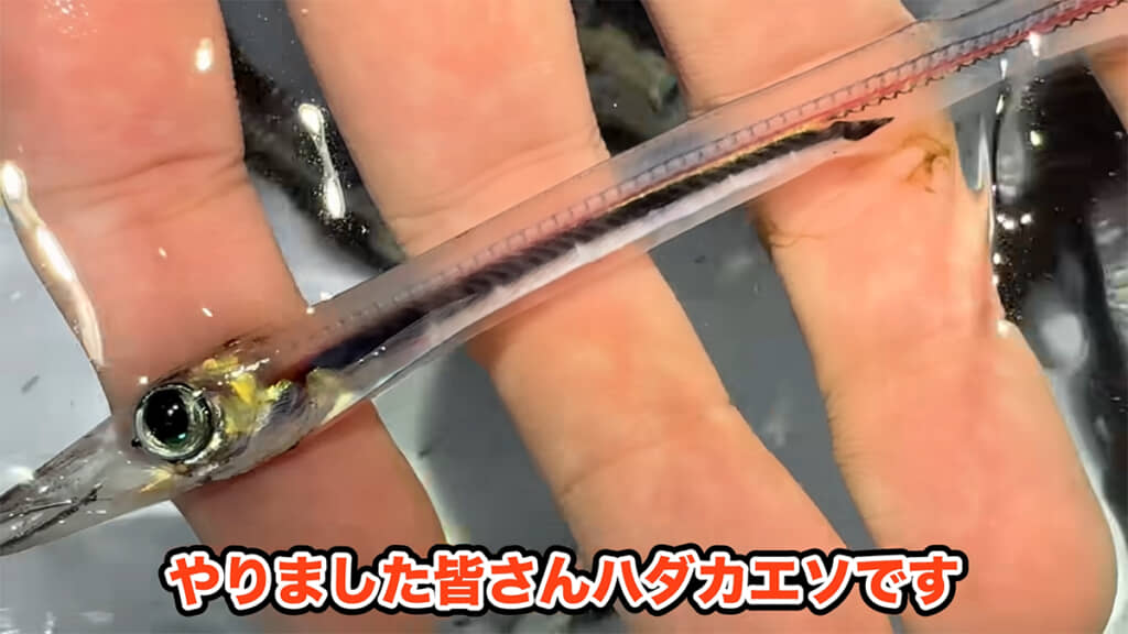 生きた姿を捉えた映像すら貴重なハダカエソ