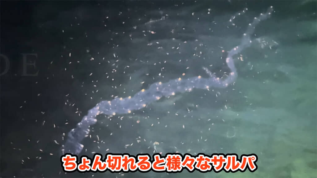 なんとも不思議な生き物・サルパ