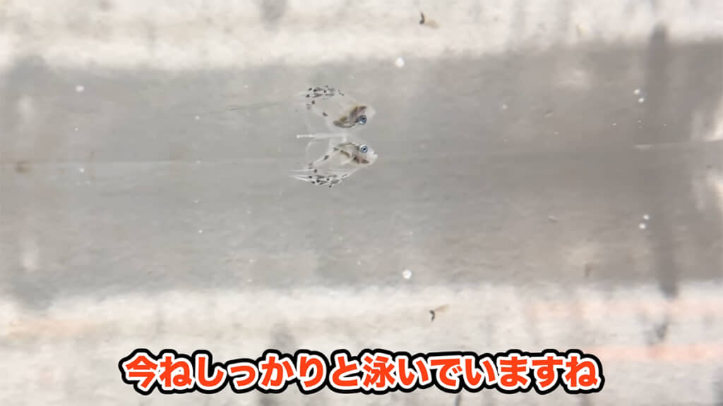 残念ながら
