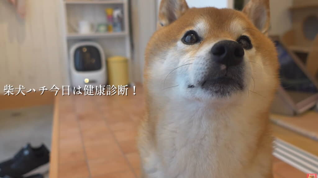ハチくん、今日は健康診断の日です