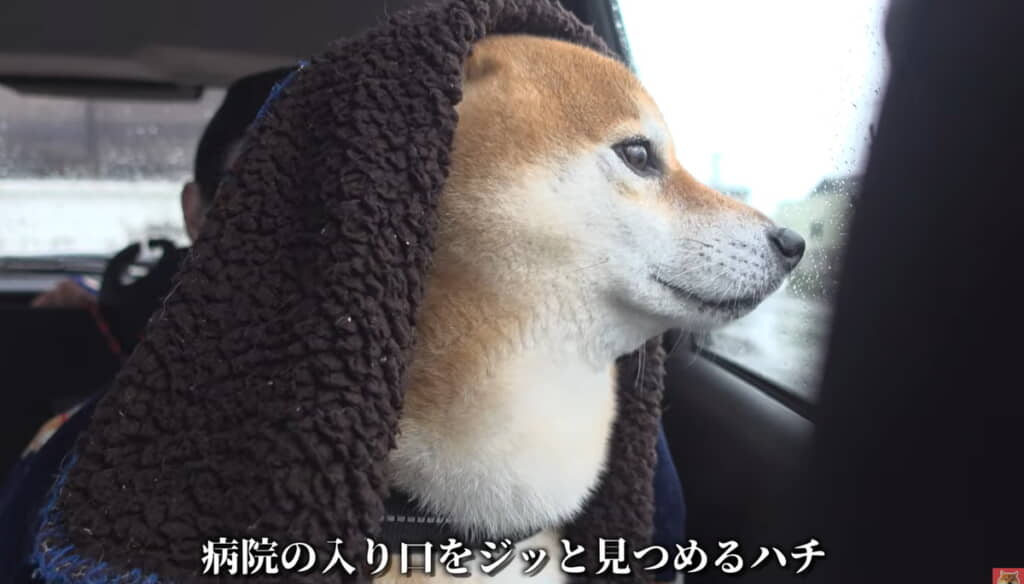 不安そうに病院を見つめます