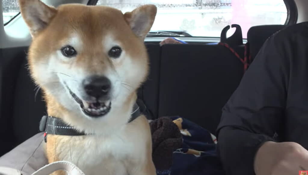 おやつももらってご機嫌です