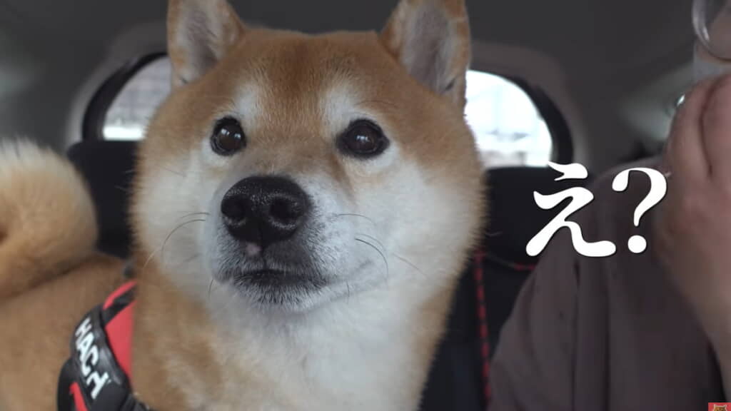 思わず真顔になるハチくん