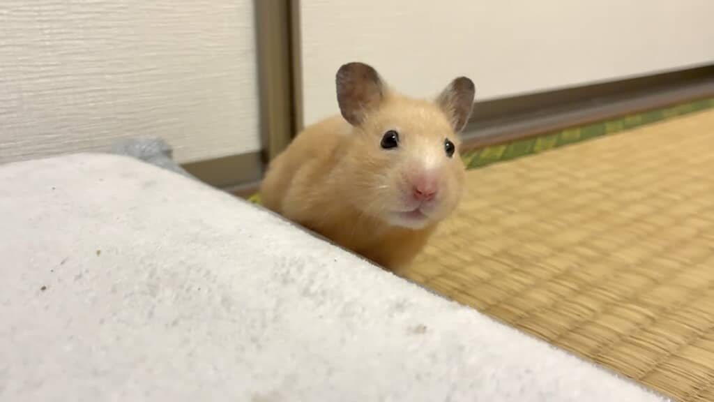 ある日のまろんちゃん。「この顔で一億円欲しいとか言われたら普通にあげちゃうと思う」と飼い主さん