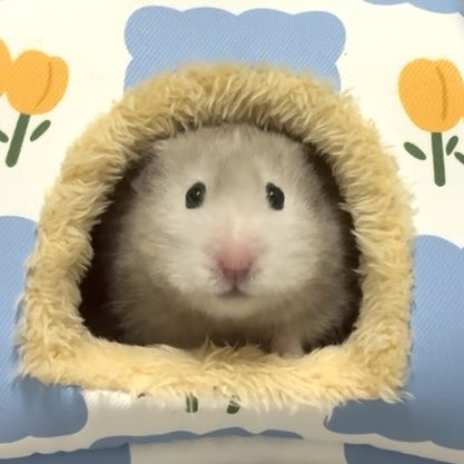 穴からひょこっと顔を出すいろりちゃん