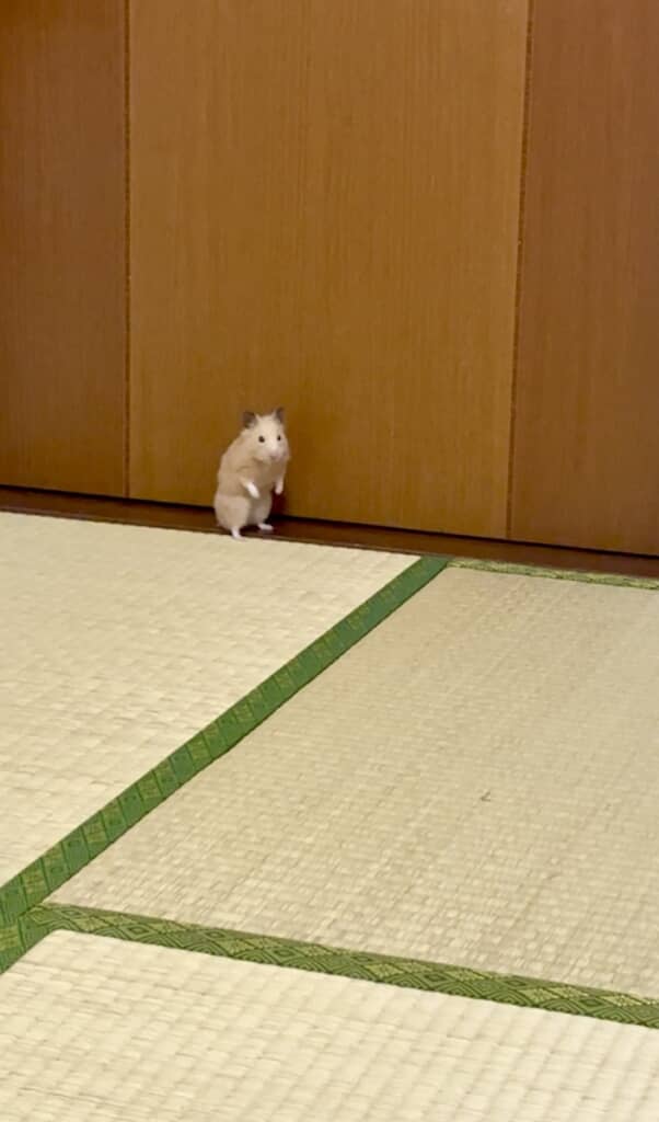 引きで見るとあまりにちいさなまろんちゃん