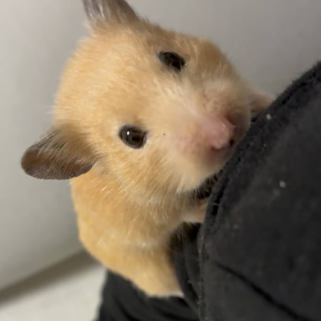 高いところから下りられず、飼い主さんの体を伝って移動するまろんちゃん