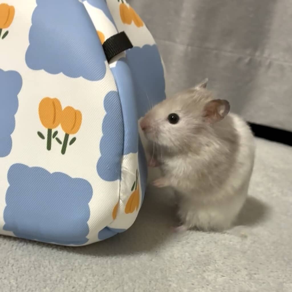 怪しいものがないか安全確認中のいろりちゃん