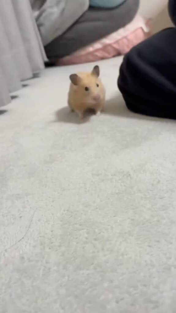 お散歩中のまろんちゃん。次の瞬間……