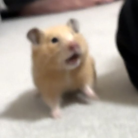 絵に描いたような“驚きのリアクション”を見せるまろんちゃん