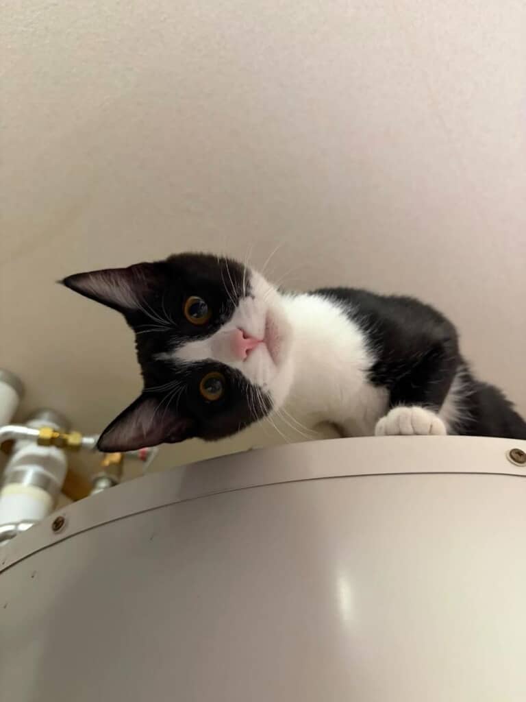 ハチワレのミルちゃん