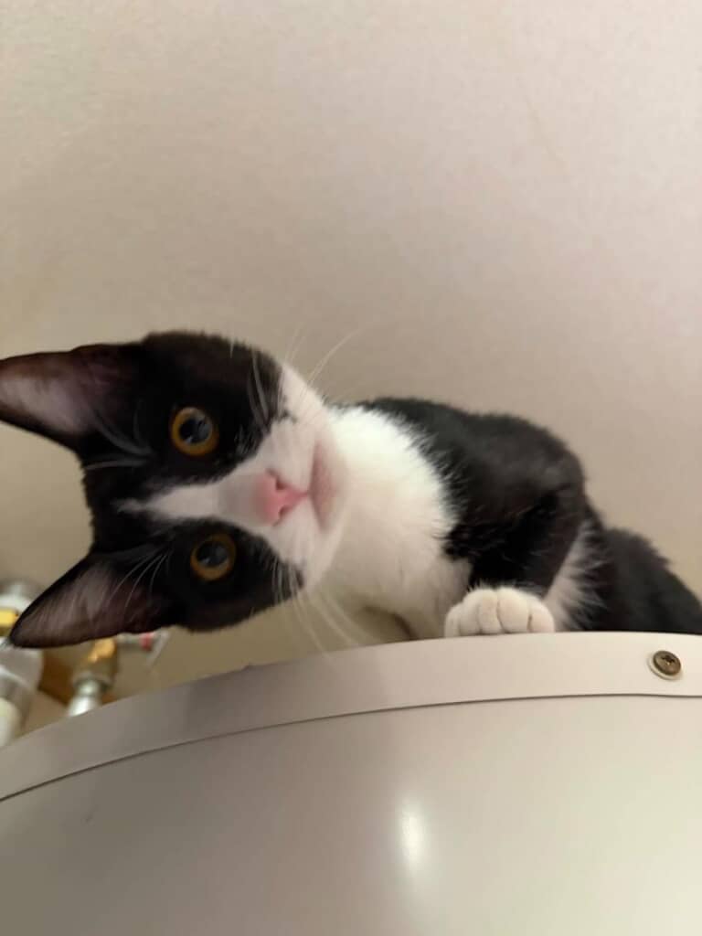 好奇心旺盛な瞳で見つめてきます