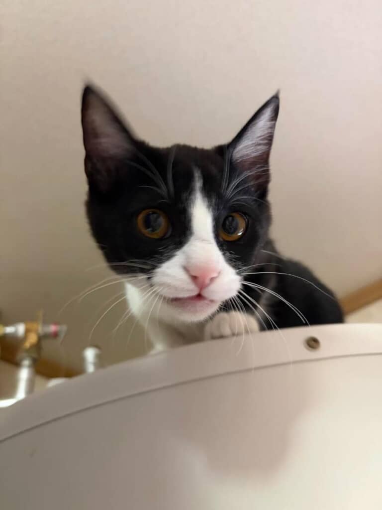 最後はニヤリと悪い顔に